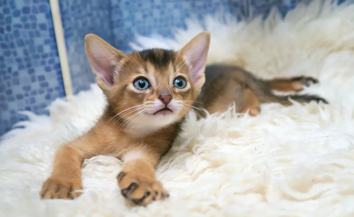 Cuddles Cattery Homepage - Designed by Pagecrafted
