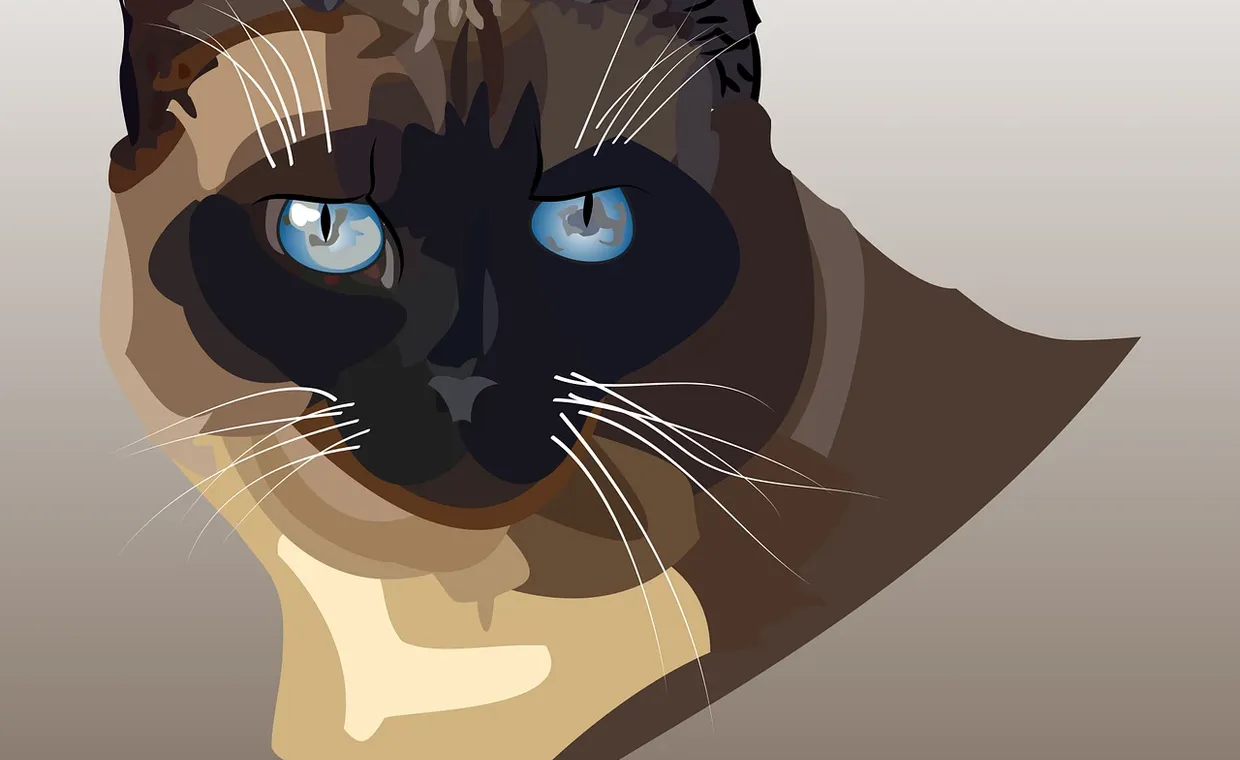 Pagecrafted affordable websites Galway - Snuggle Inn Cattery Featured